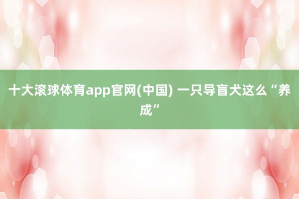 十大滚球体育app官网(中国) 一只导盲犬这么“养成”