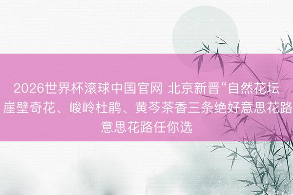 2026世界杯滚球中国官网 北京新晋“自然花坛”开了! 崖壁奇花、峻岭杜鹃、黄芩茶香三条绝好意思花路任你选